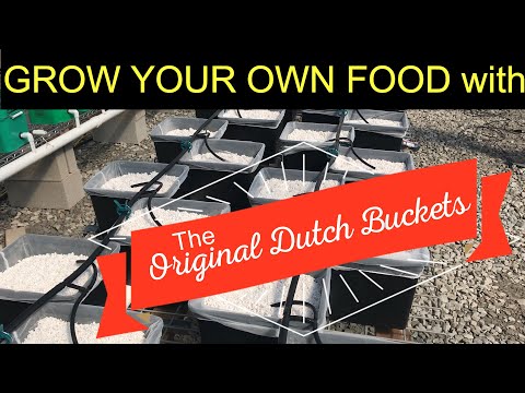 Original Dutch Buckets or Bato Buckets - Full Instructions