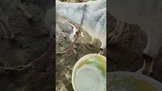 Download lagu funny video Bakri ka memna ka#😜😜 YouTube short mp3