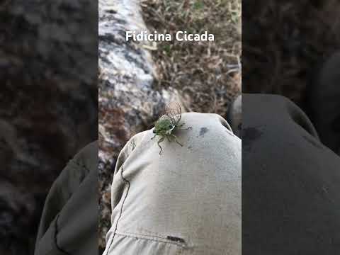 Cicada thinks I’m a tree and inserts proboscis in leg