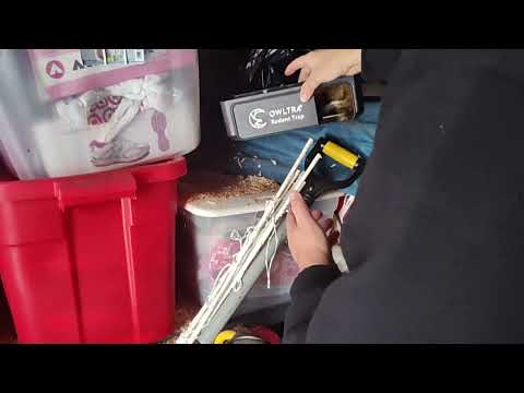 Owltra Rat Trap strikes again