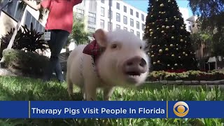 Download lagu Ten Year Old Girl Uses Pigs as Therapy mp3