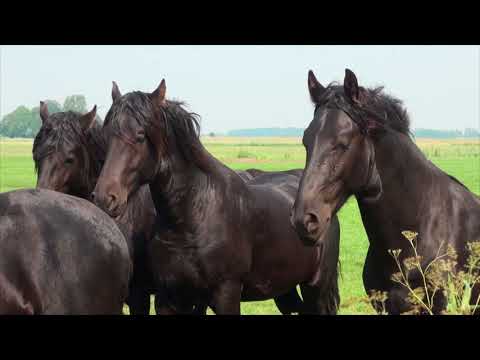 Gaasterland en de boeren