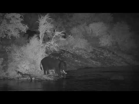 Djuma: Elephant herd drinking and swimming in the dam-Pt:2 - 18:21 - 01/14/2020