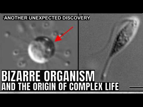 Never Before Seen Organism Reveals Clues to the Origins of Life