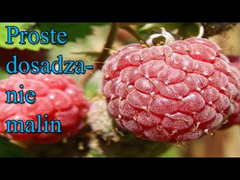 Ogrodowe pierdamony 9 - proste dosadzanie malin