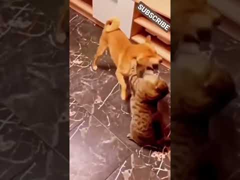 Sneyha, Arbin & Javan Fun Playing With Real Fish in Inflatable Swimming pool - Cute Sneyha's Show