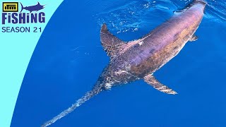 New Zealand Sport Fishing Nationals - Swordfish Mojo Vs Big Game Fishing Boats