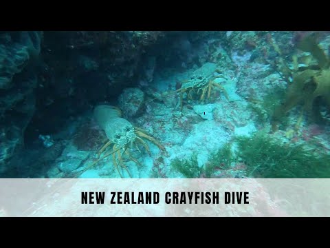 Diving for Crayfish in the Far North