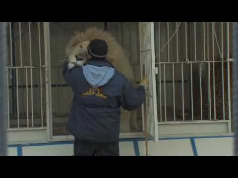 the LION act - Martin Lacey Jr.