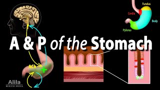 Anatomy and Physiology of the Stomach, Animation