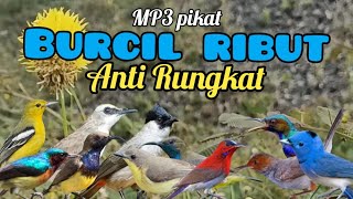 Download lagu MP3 pikat Burcil Ribut Anti Rungkat mp3