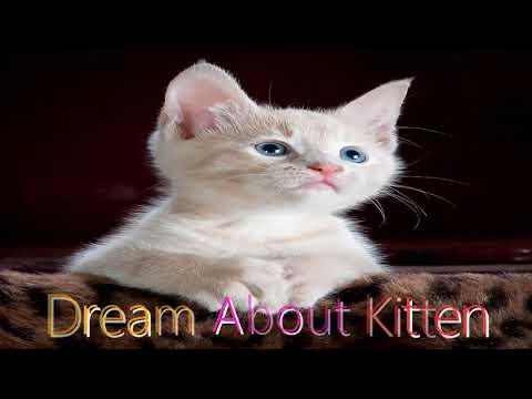What does it mean when you have a dream about a  kitten