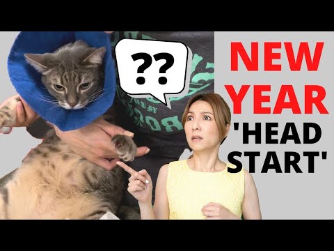 Cat Paw Injury (Unconventional 2022 New Year Countdown)