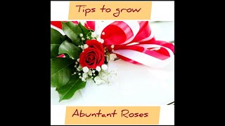 Growing abundant roses at home can be a rewarding endeavor. Here are some tips to help you: