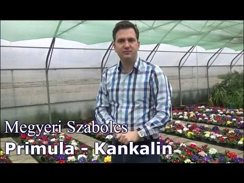 , title : 'Primula - Kankalin'