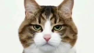 Download lagu Tiktok bagaikan langit kucing lucu mp3 Download lagu Tiktok bagaikan langit kucing lucu mp3
