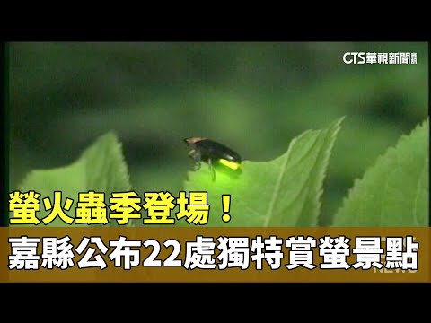 螢火蟲季登場！　嘉縣公布22處獨特賞螢景點