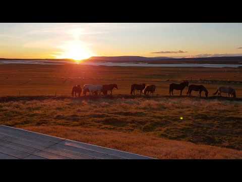 Video 4 aus  Herríðarhóll – Urlaub und Reiten in Island