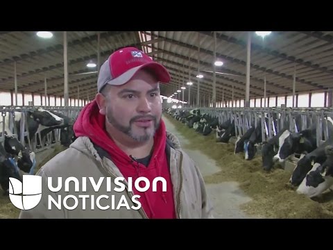 , title : 'Inmigrante pasa de ordeñar vacas a tener su propia planta lechera en Wisconsin'