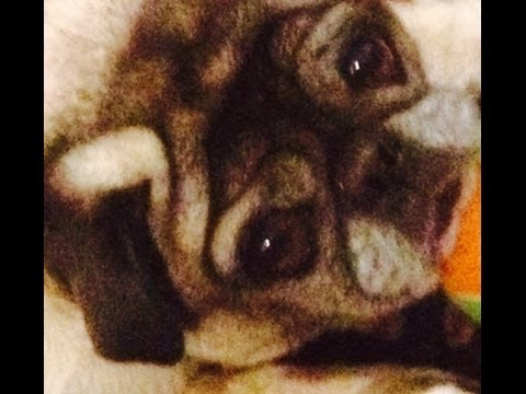 Pug With Opposable Thumbs - D.B. Rouse and the Blue Kazoo
