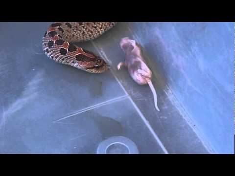 red southern hognose snake eating unscented pinky (heterodon simus)
