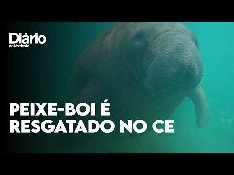 Peixe-boi Jací é solto no litoral do Ceará e viaja 200 km rumo à Praia do Pecém