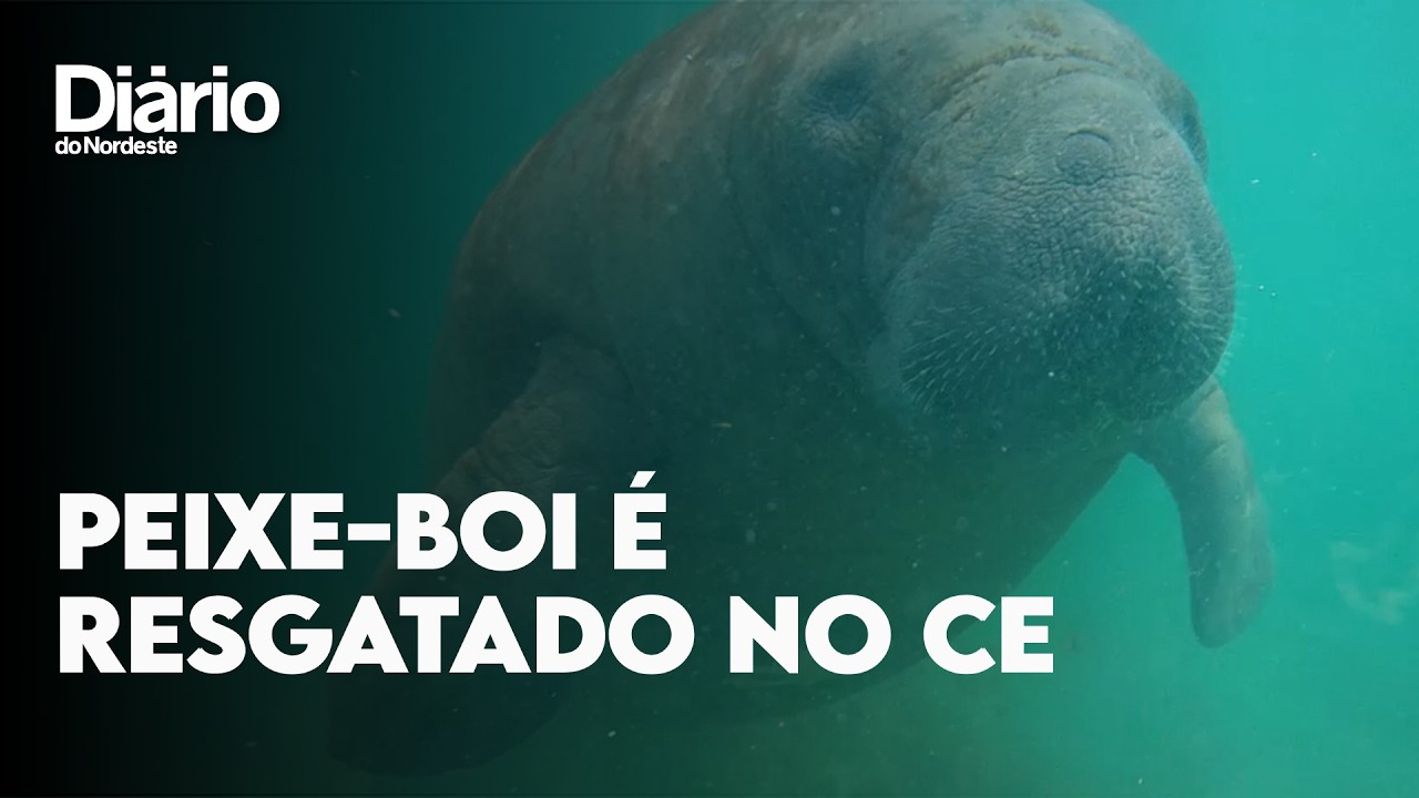 Imagem da notícia Peixe-boi Jací é solto no litoral do Ceará e viaja 200 km rumo à Praia do Pecém