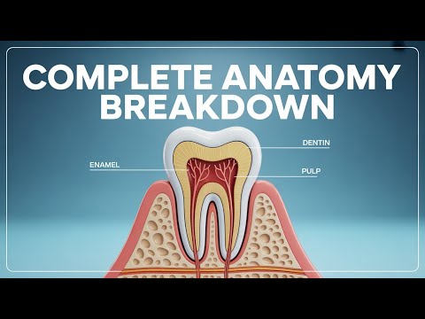 Complete 3D Tooth Anatomy: Every Layer Explained (Enamel, Dentin, Pulp)