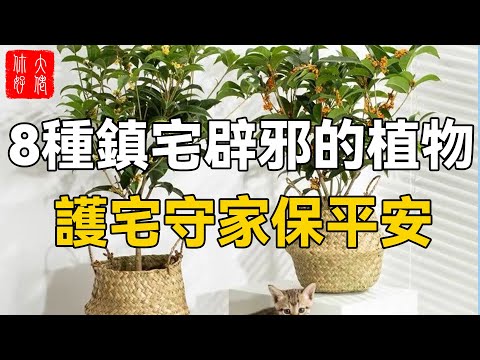 辟邪植物