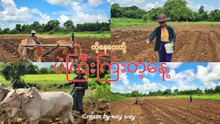 အညာမိုးနှောင်း တော်သလင်းနေပူပူအောက် ပဲကြီးကြဲးကြတဲ့နေ့ #createbynayway