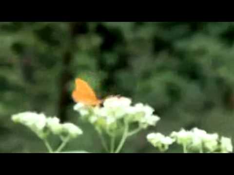 E-PL3動画テスト14-150　メスグロヒョウモン