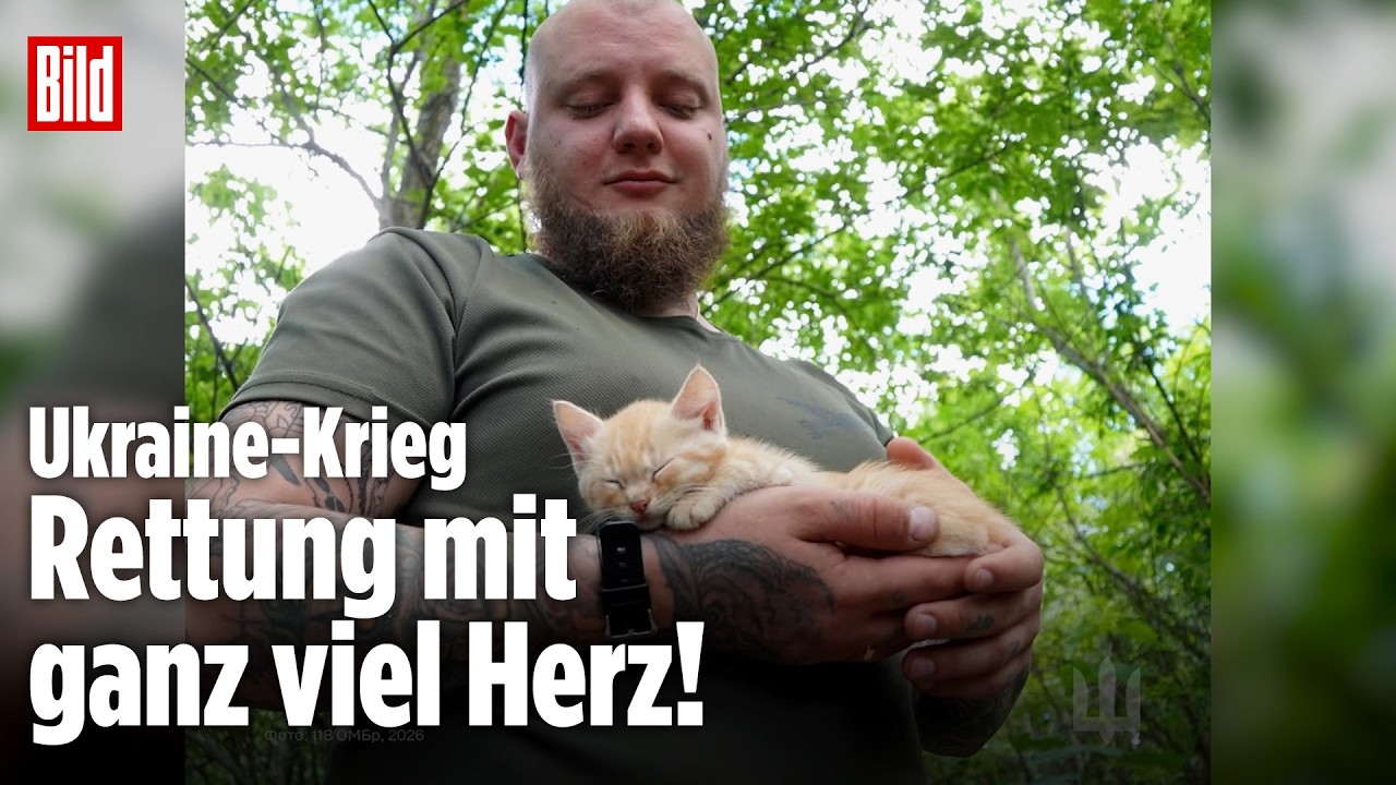 Operation „Miau-Miau“: Ukrainische Soldaten retten Katzenbabys von der Frontlinie