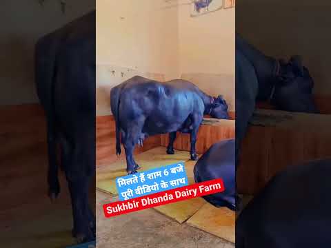 Sukhbir Dhanda Dairy Farm #buffalo #dairyfarm #murrah #farming #milk #viral #viralvideo #shorts