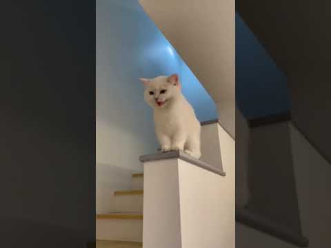 My white cat laughing #shorts