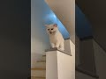 My White Cat Laughing Shorts