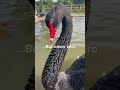 Black Swan Duck Ducklings Animal Ducks Goose Wildducks Bird Ducklover Swan Babyduck