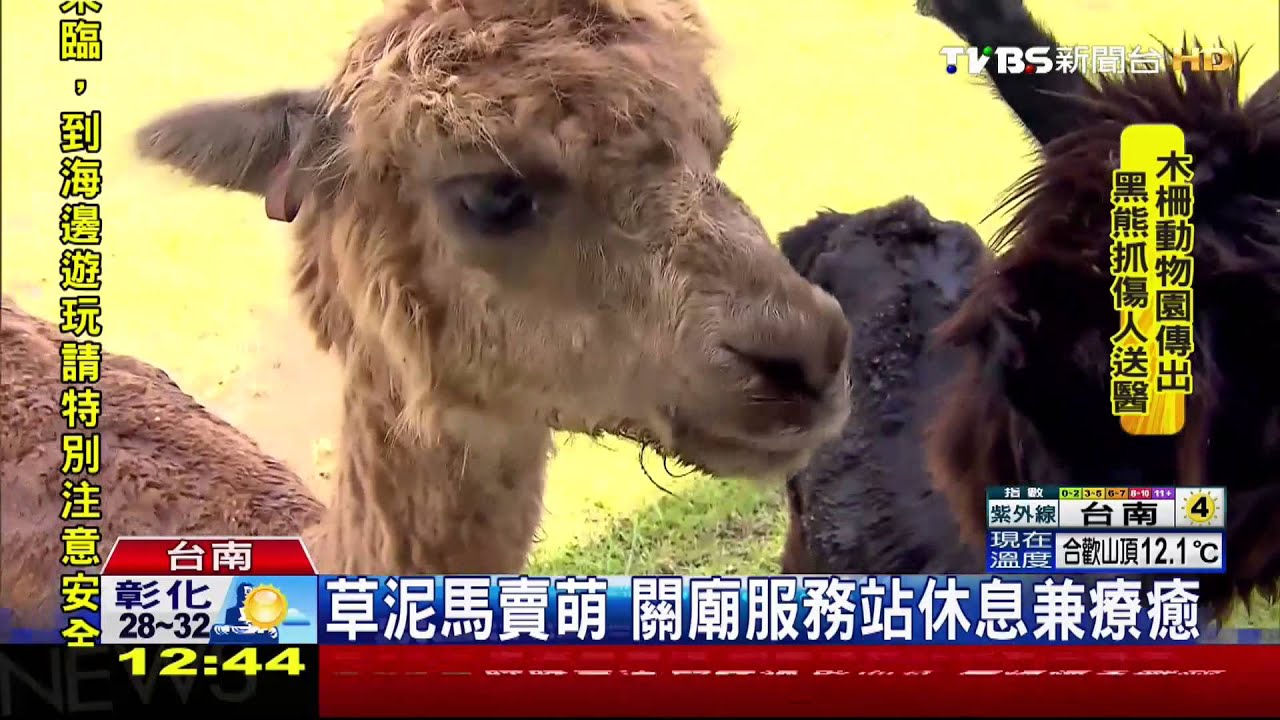 草泥馬賣萌 關廟服務站休息兼療癒