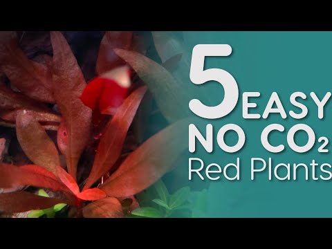 5 EASY Red Aquarium Plants that can grow with NO CO2