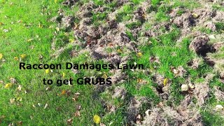 Lawn Damage from Raccoons | Grubs are the Real Problem