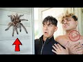 A Spider BITES My Brother!
