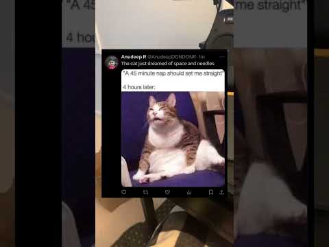 The cat looks like it’s gonna sneeze