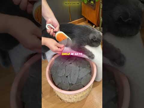 ¡Esta Gata Disfruta Tanto del Cepillado que No Querrás Perderte el Final! 😻🐱
