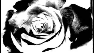 Valvegod - Black Rose