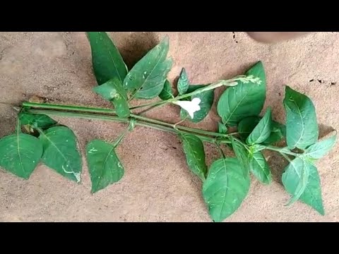 Eddagala Lya Okuwebwa Mubakyala N'Okufuna Emikisa Edagala Muzukulu