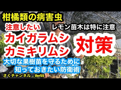 レモンの木の最も一般的な病気は何ですか?また、どうすればそれらに対処できますか?  庭園