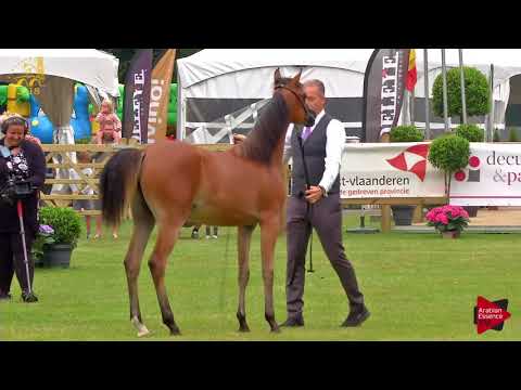 N.11 PEARL EDEN KA - Bruges 2018 C European - Yearling Fillies (Class 1B)