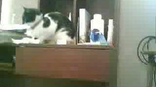 preview picture of video 'bigotes: mi gato'
