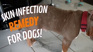 Best Treatment for Dog Skin Problems (Dog Skin Infections)