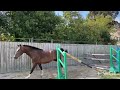 Hongre 3ans par Nervoso