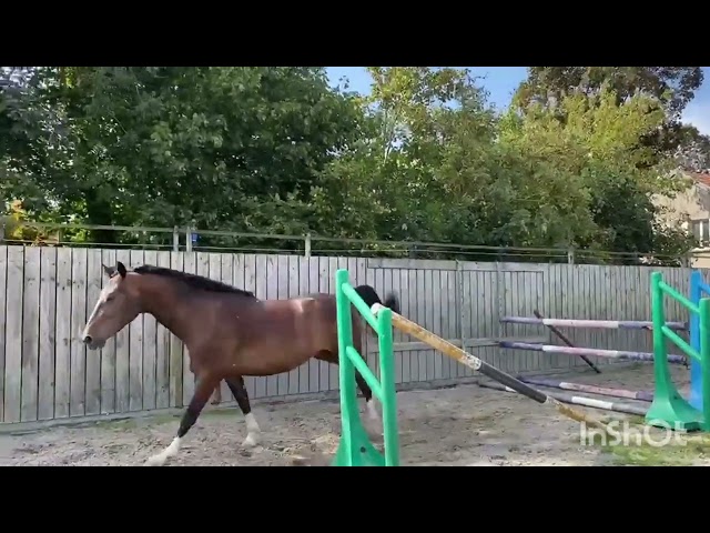 Hongre 3ans par Nervoso